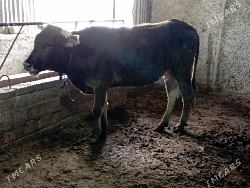 gysyr tüwwe - Gökdepe - img 2