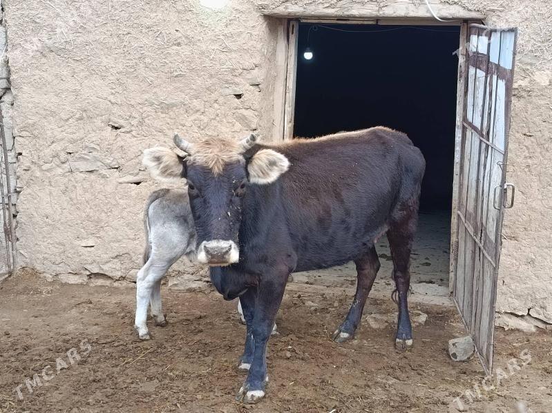 gysyr sygyr - Gökdepe - img 3