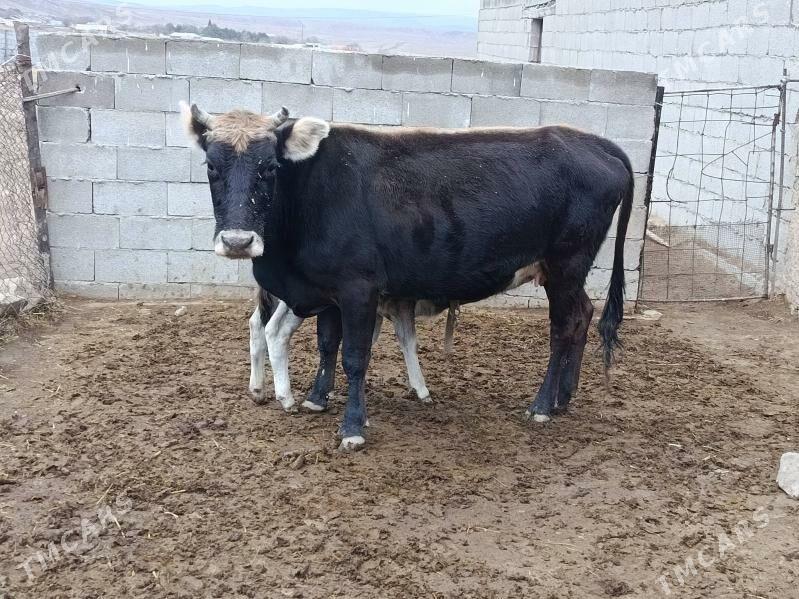 gysyr sygyr - Gökdepe - img 2