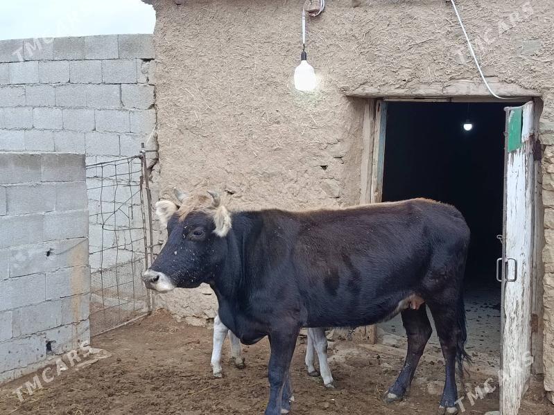 gysyr sygyr - Gökdepe - img 1