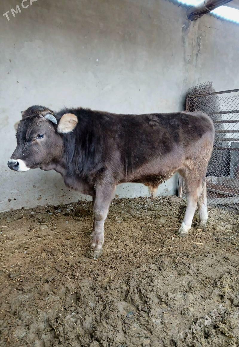 Okuz bakyda duran - Бахарден - img 1