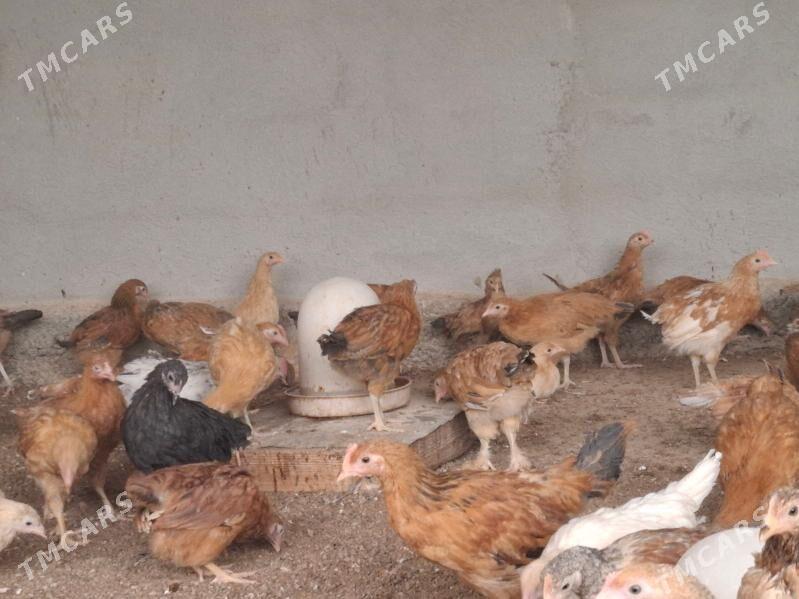 jüyje - Бузмеин - img 4