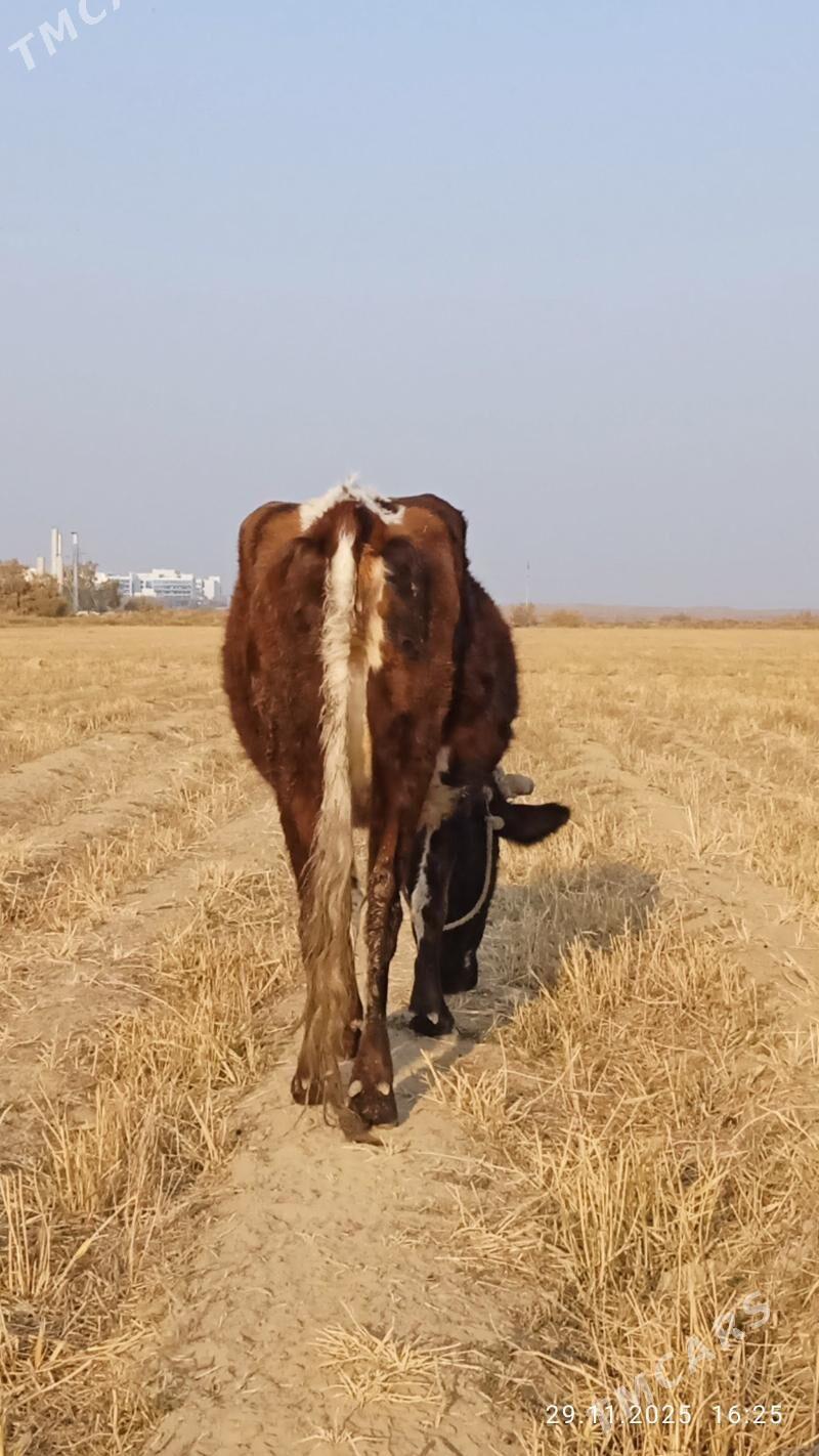 sagylyan sygyr - Çoganly - img 3