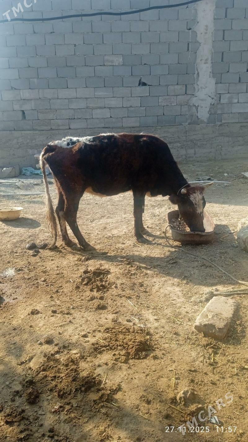 sagylyan sygyr - Çoganly - img 1