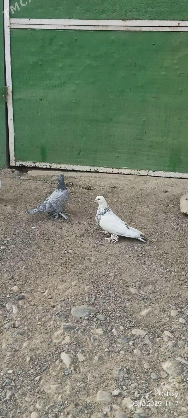 Kepderi - Kaka - img 1