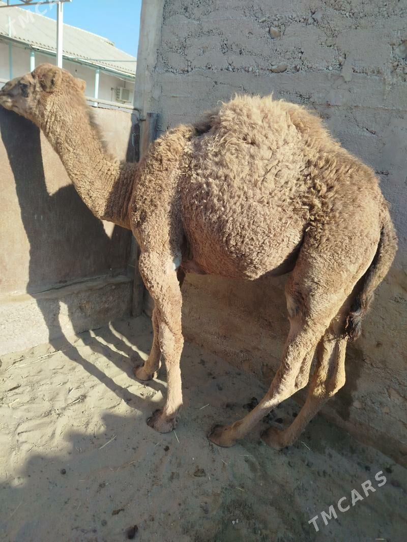 Torum - Balkanabat - img 1