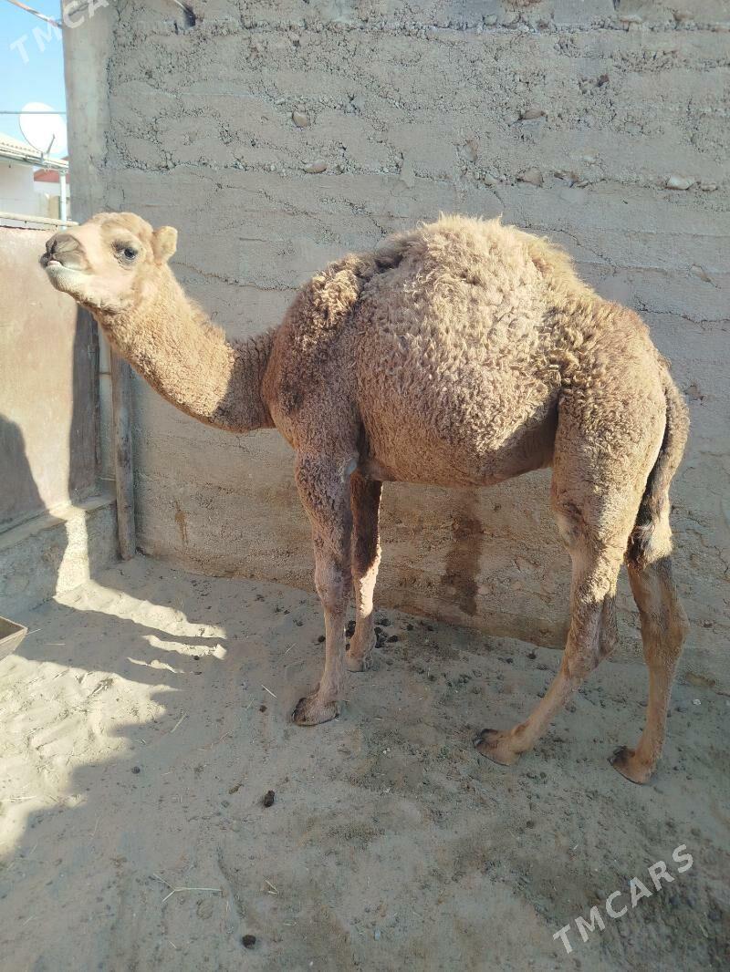 Torum - Balkanabat - img 2