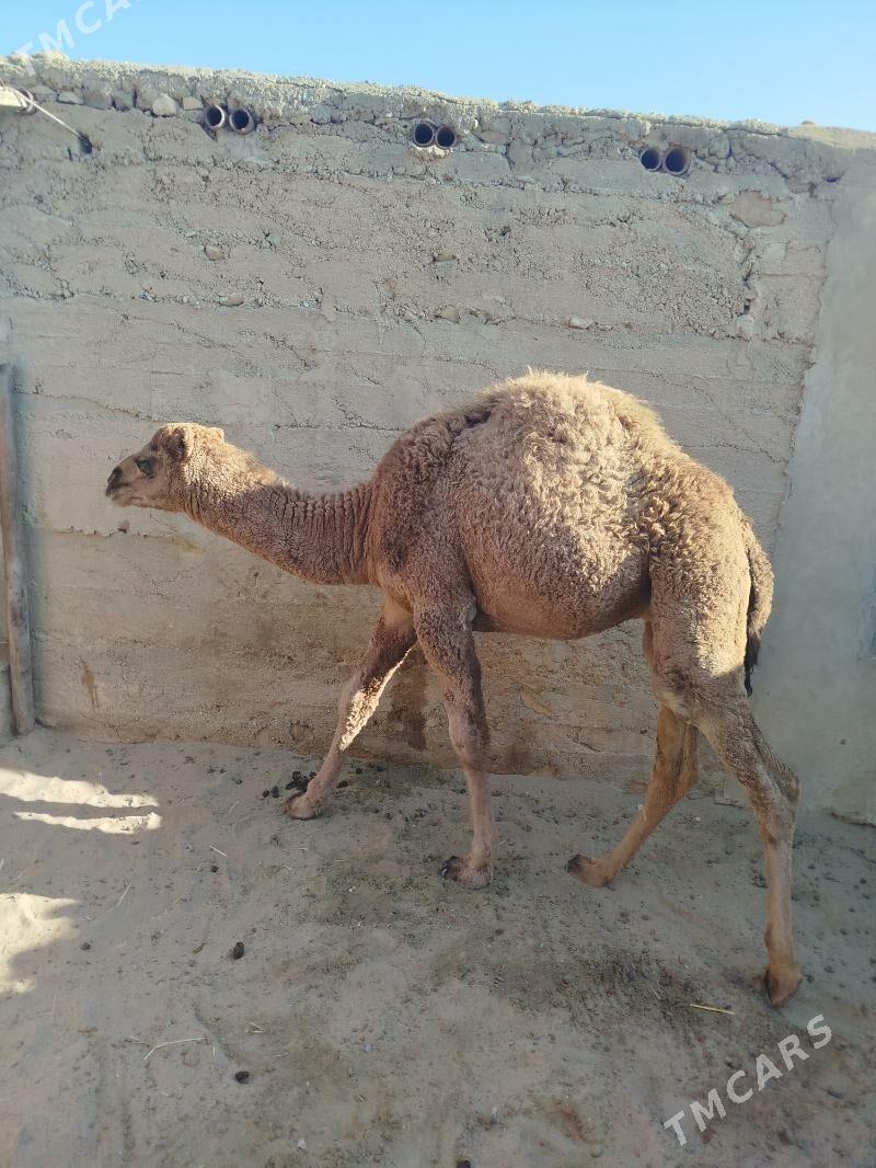 Torum - Balkanabat - img 3