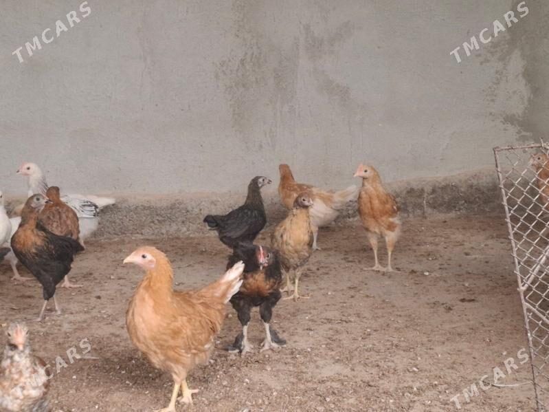 jüyje - Бузмеин - img 2