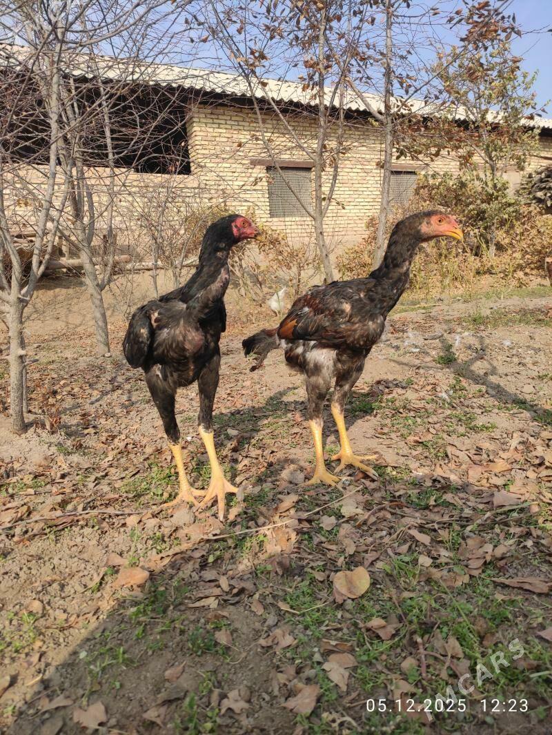 jüje - Sakarçäge - img 1