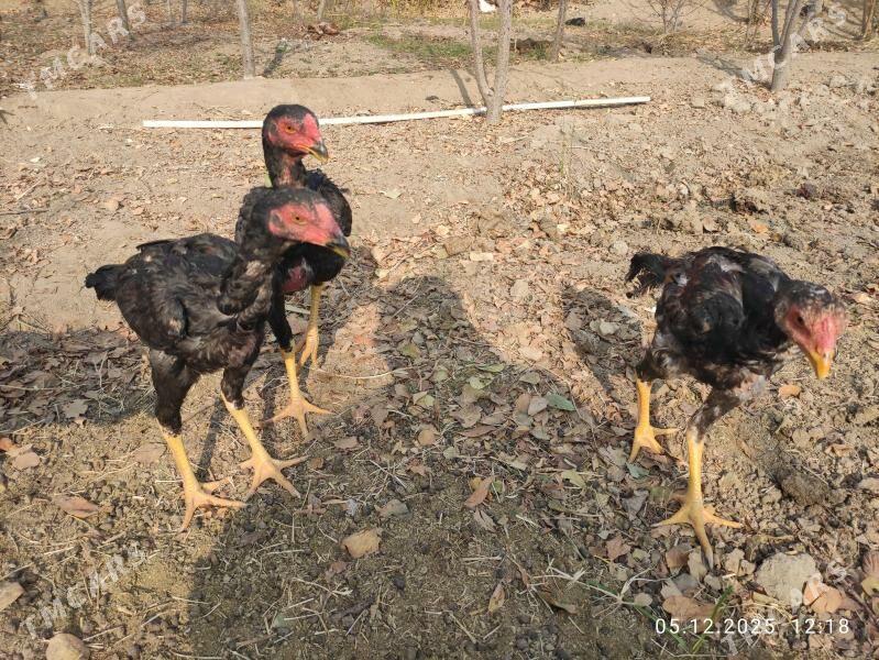 jüje - Sakarçäge - img 2