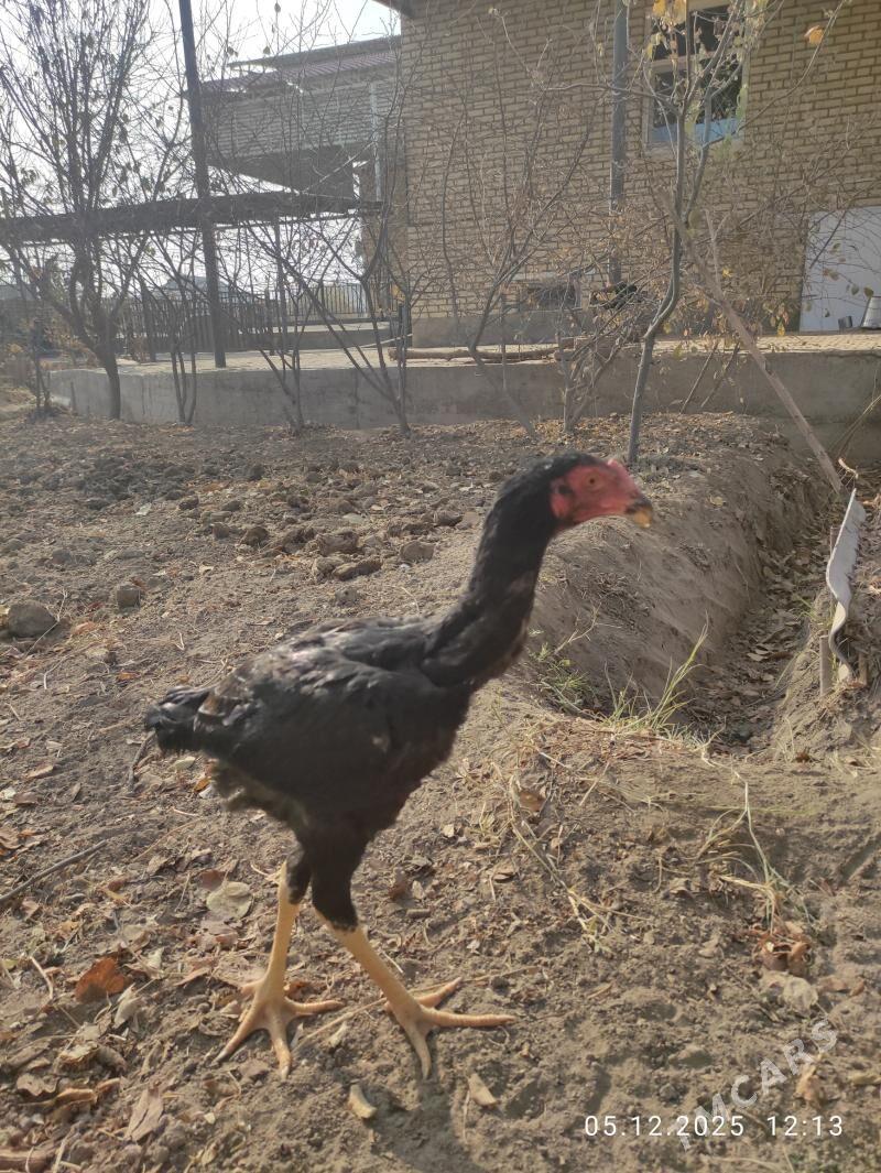 jüje - Sakarçäge - img 4