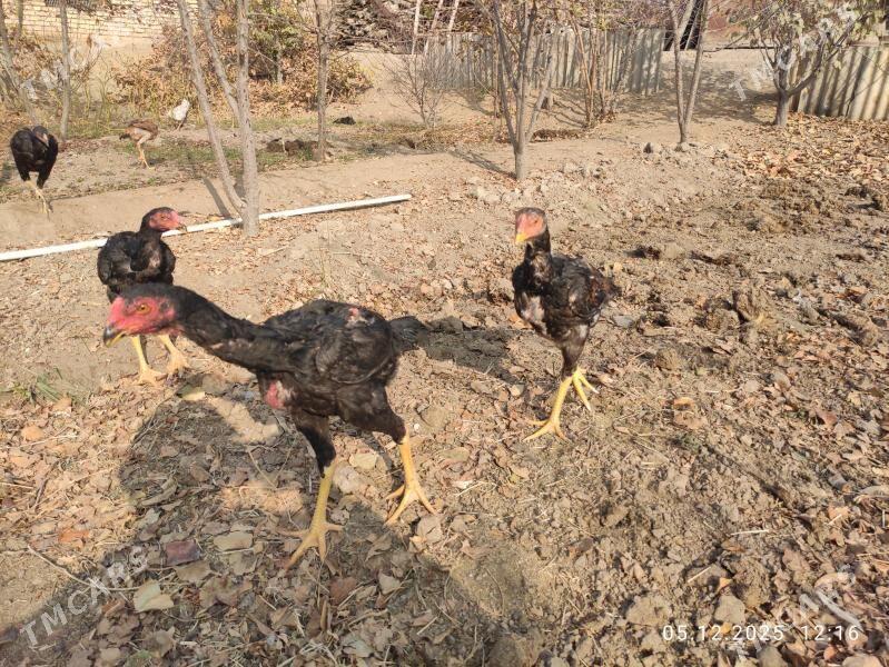 jüje - Sakarçäge - img 3