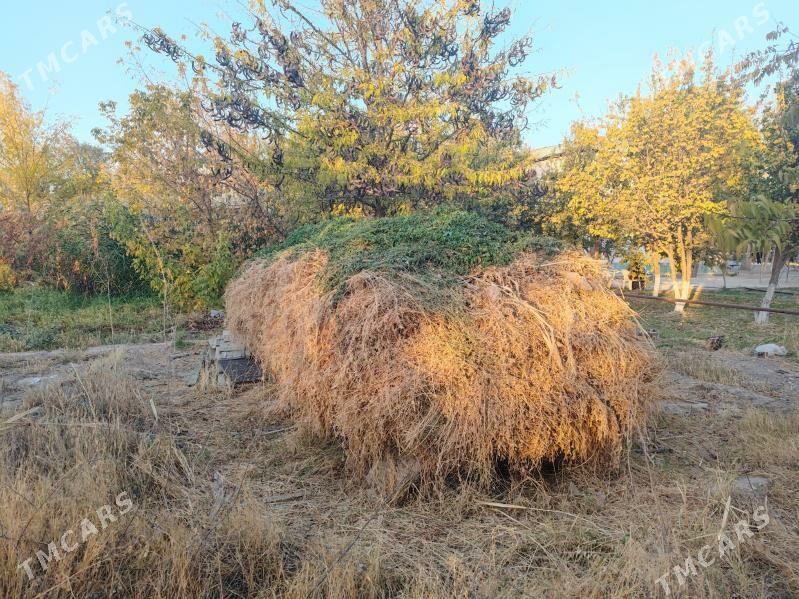 OT. ÝORUNJA - Бекреве - img 1