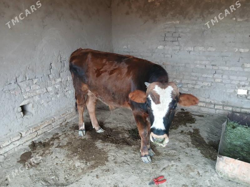 Okuz - Murgap - img 2