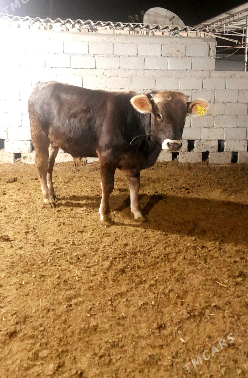 Şwes öküz - Änew - img 4