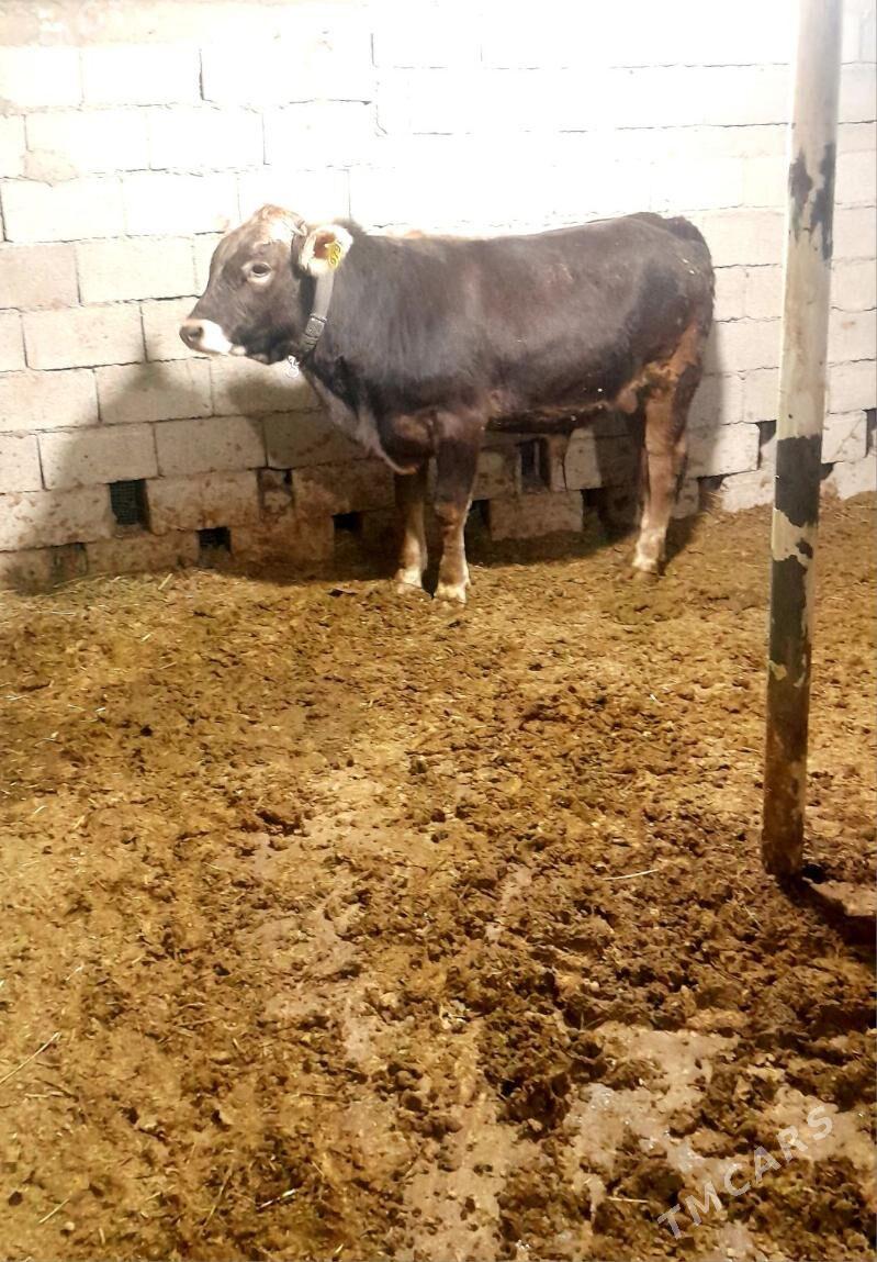 Şwes öküz - Änew - img 5