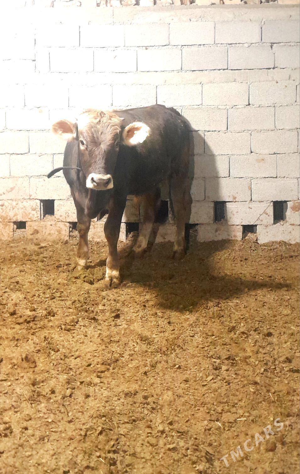 Şwes öküz - Änew - img 2