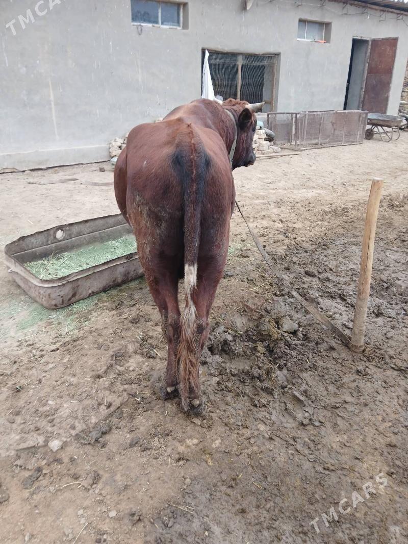 Okuz - Murgap - img 5