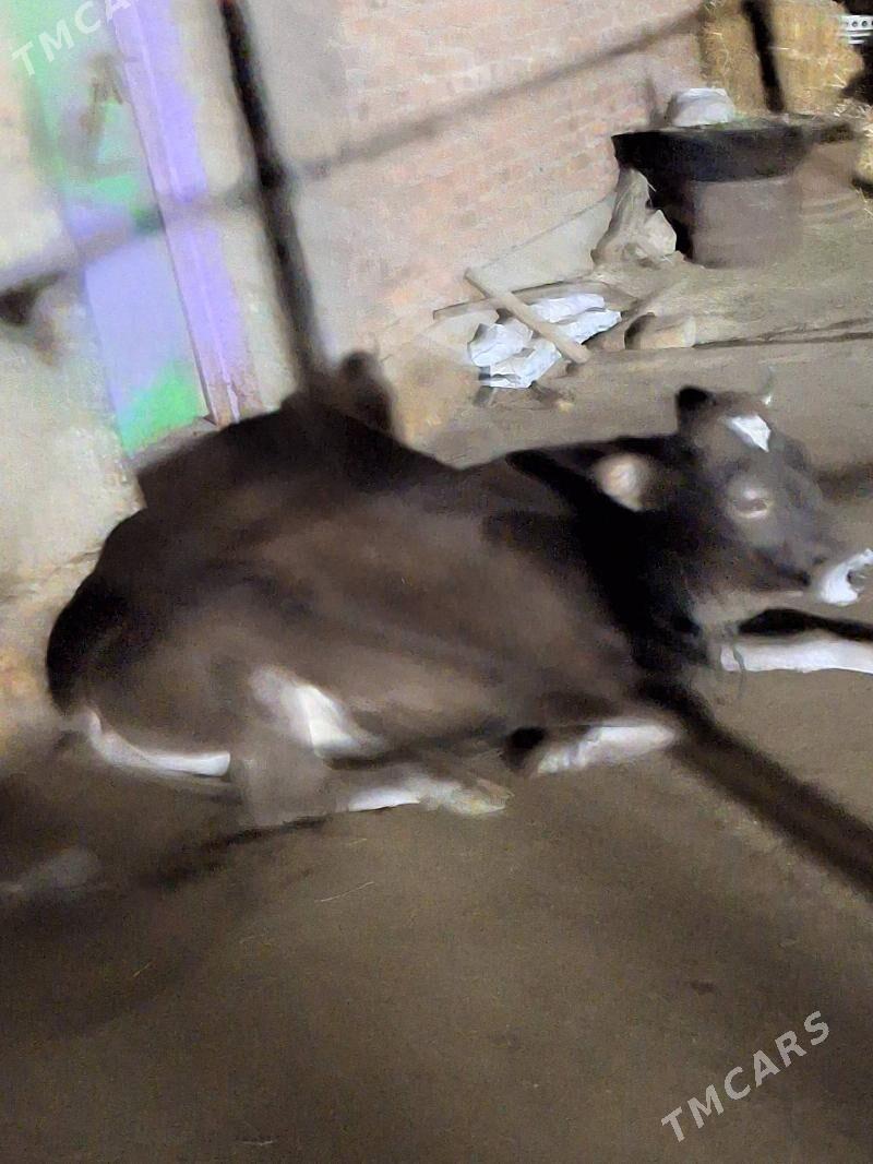 Tüwe - Bäherden - img 2