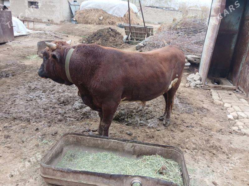 Okuz - Murgap - img 4