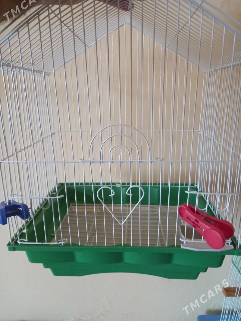 хамечки - Ашхабад - img 5