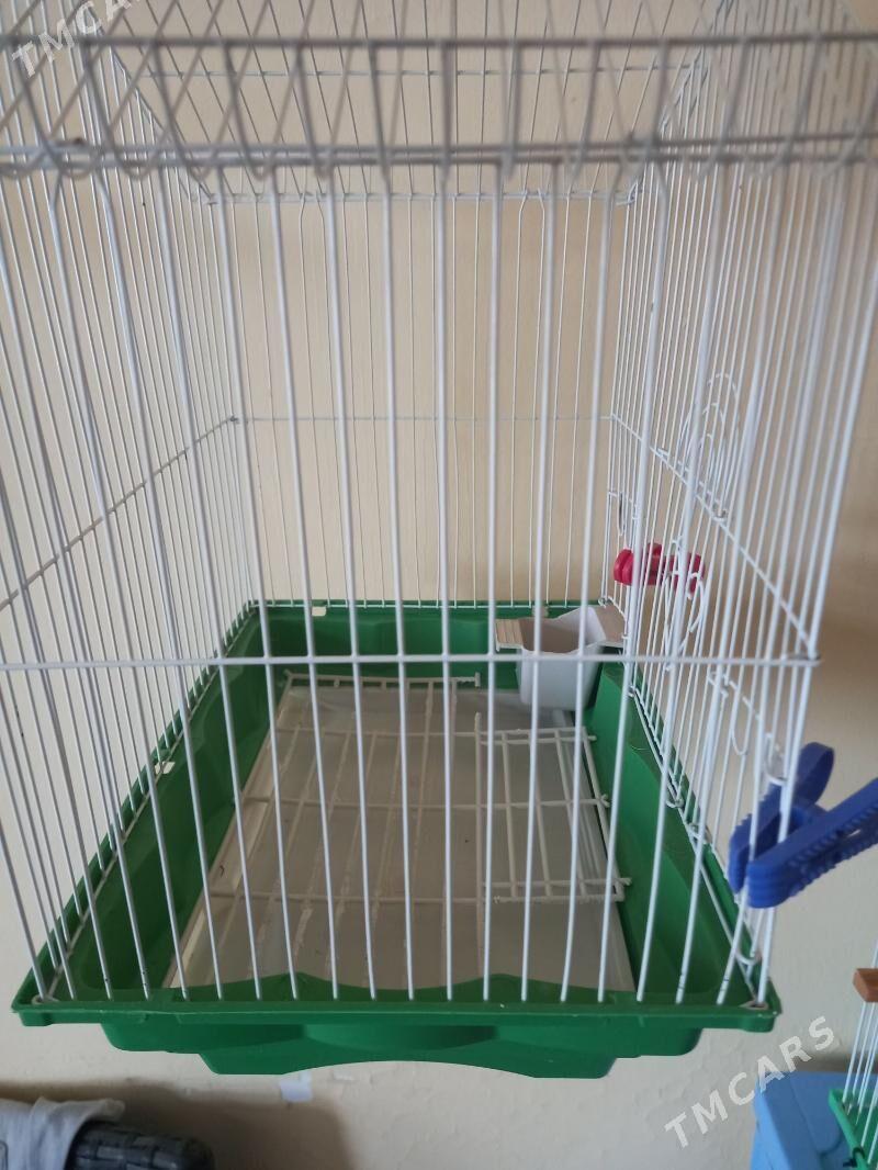 хамечки - Ашхабад - img 4