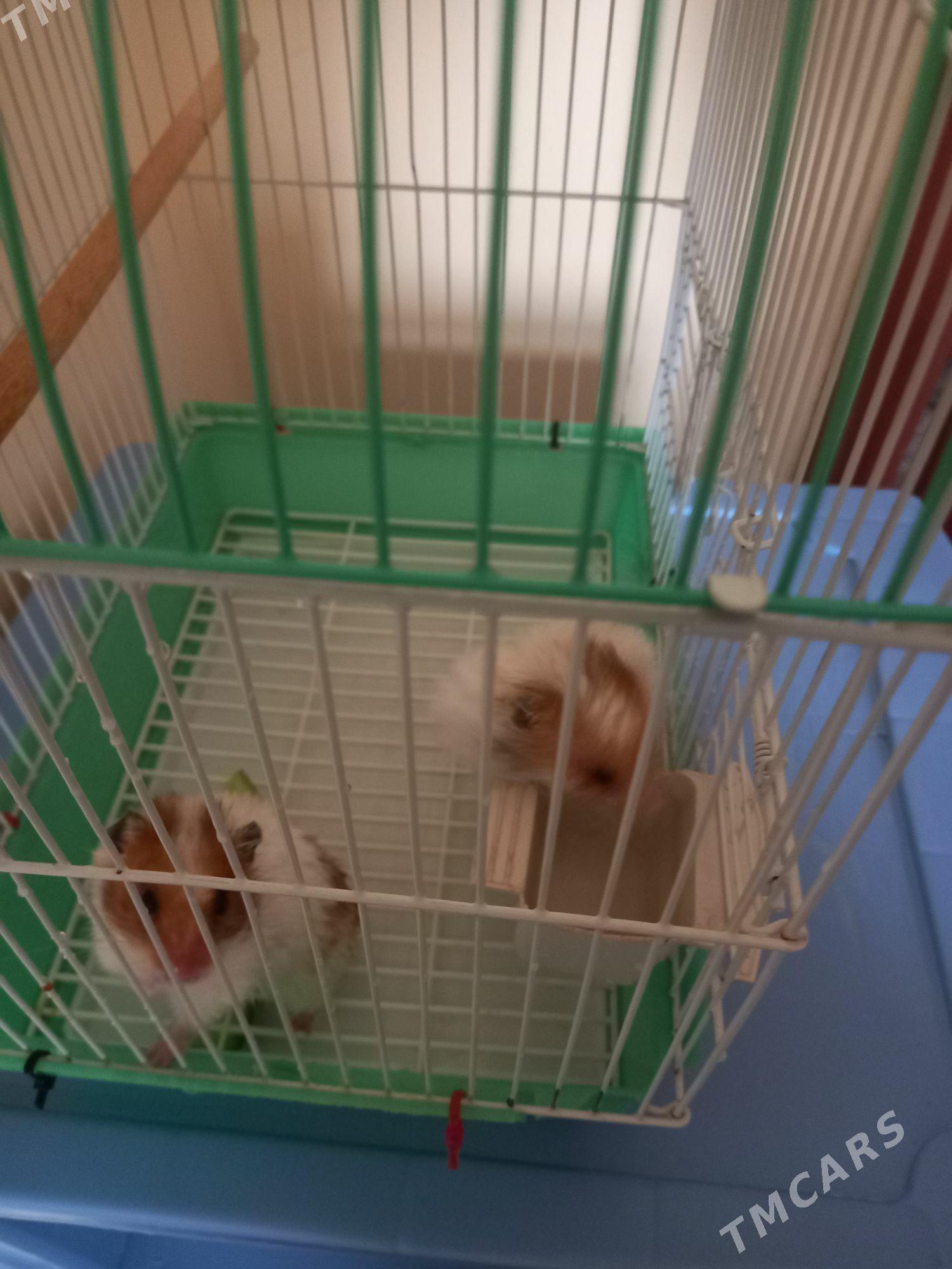 хамечки - Ашхабад - img 3