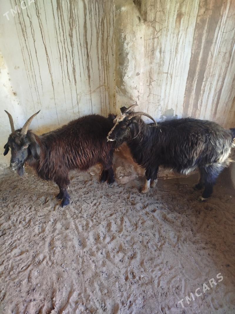 Geçi - Балканабат - img 2