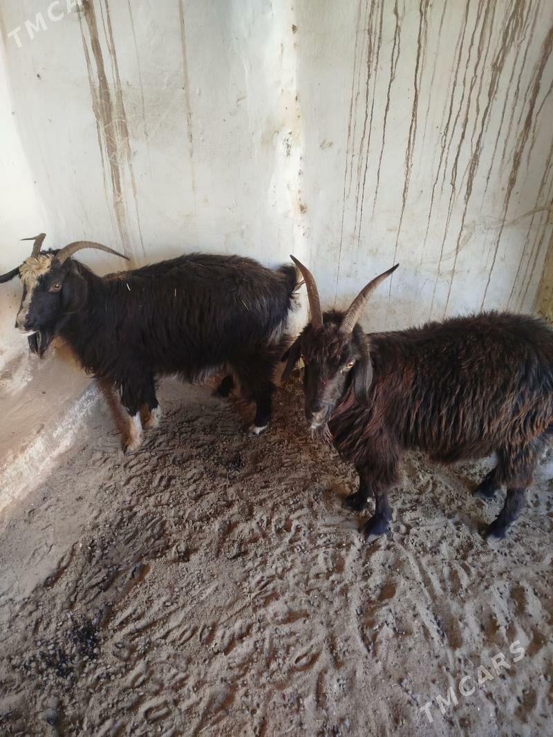 Geçi - Балканабат - img 3