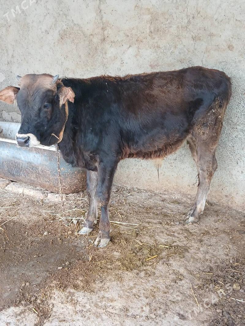 Okuz - Гёкдепе - img 2