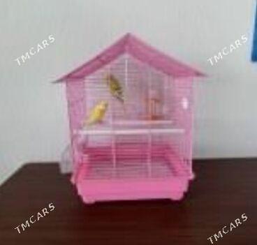 Popugay guslar we setklar - Aşgabat - img 3