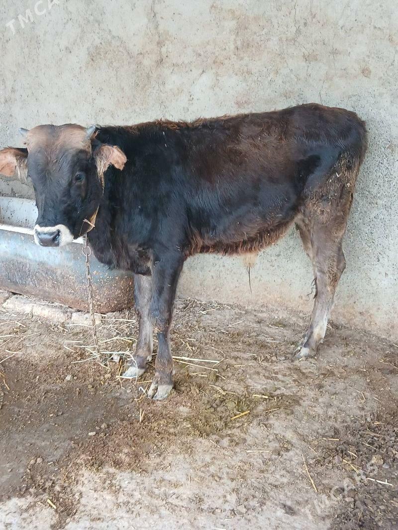 Okuz - Гёкдепе - img 3