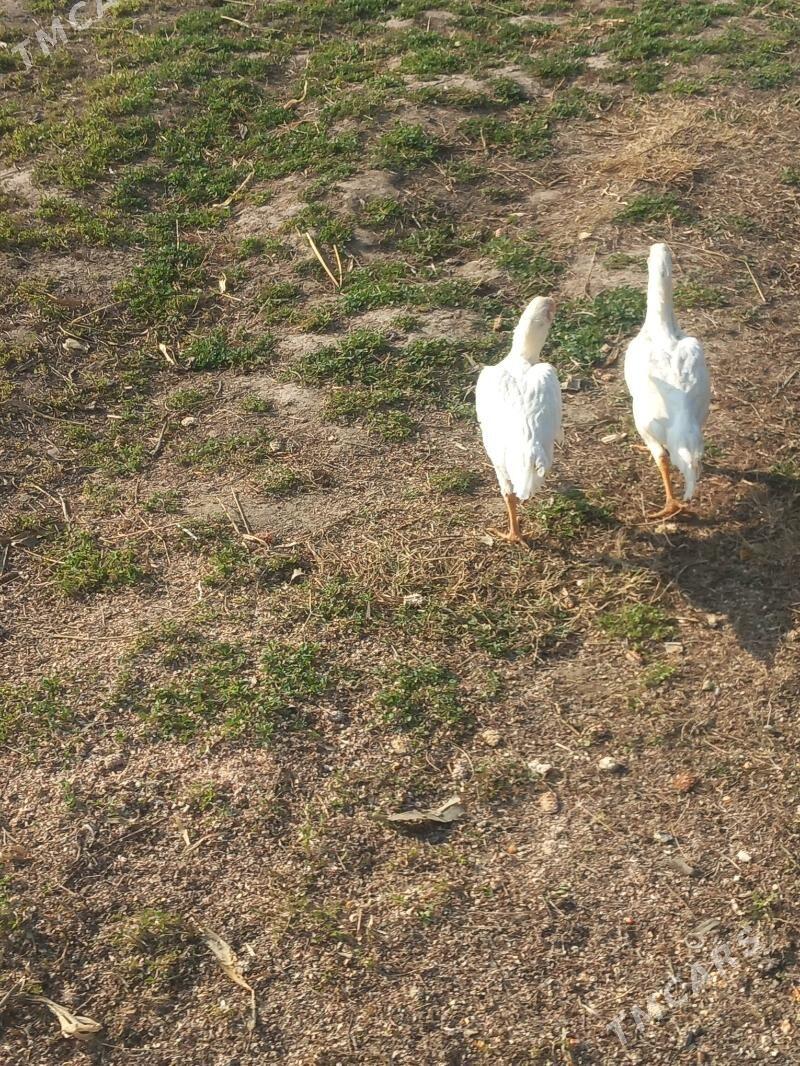 baysok - Туркменгала - img 2