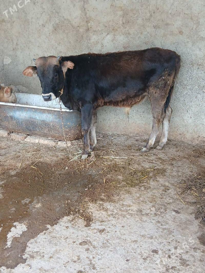 Okuz - Гёкдепе - img 5