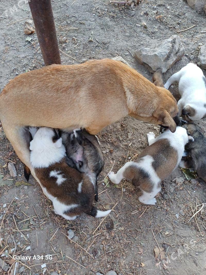 ЩЕНКИ - Daşoguz - img 4