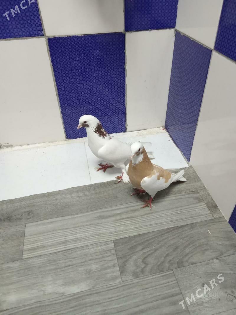 kepderi - Гызыларбат - img 4