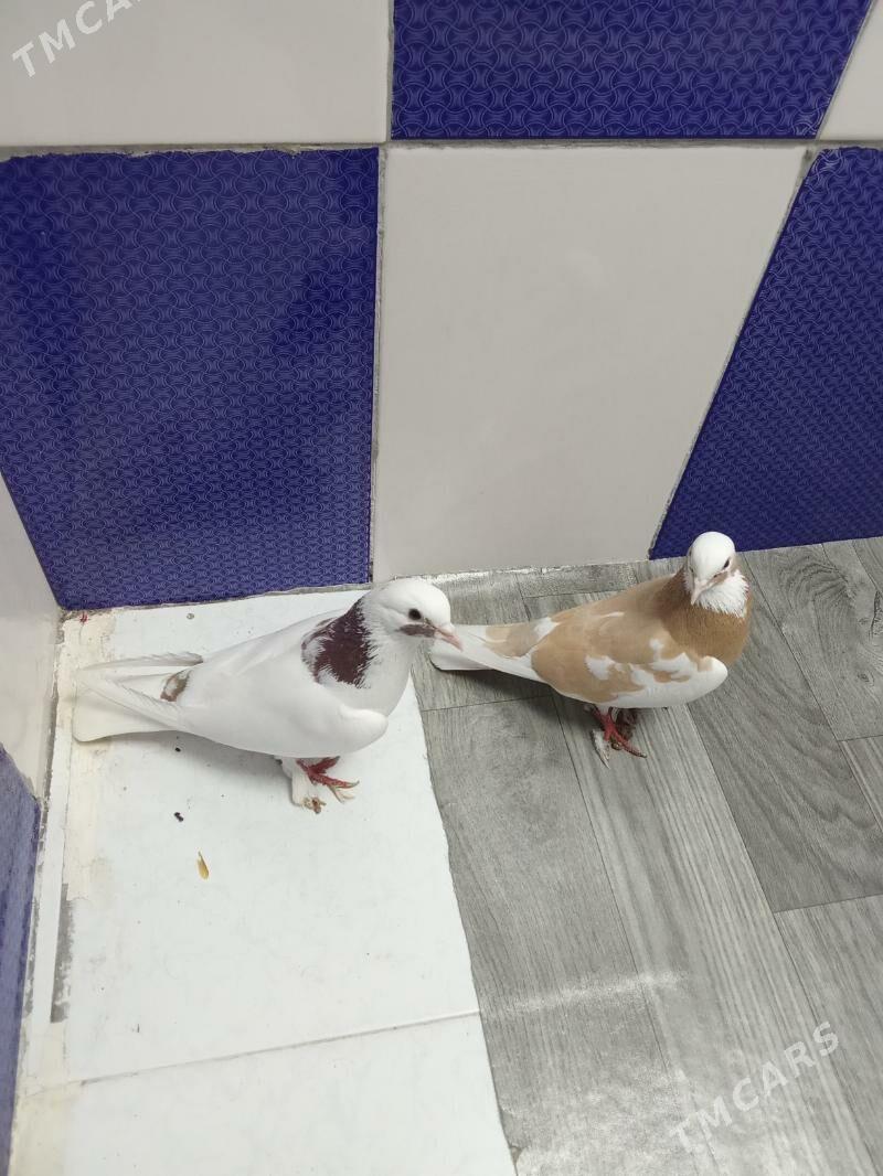 kepderi - Гызыларбат - img 3