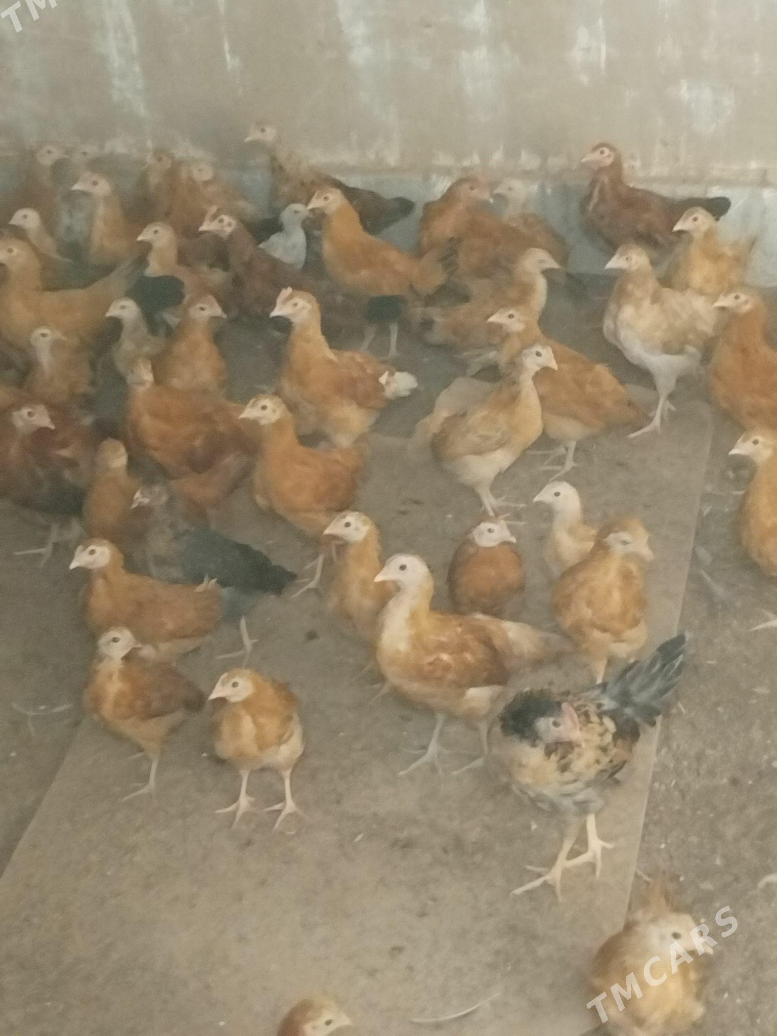 Jüyje - Babadaýhan - img 1