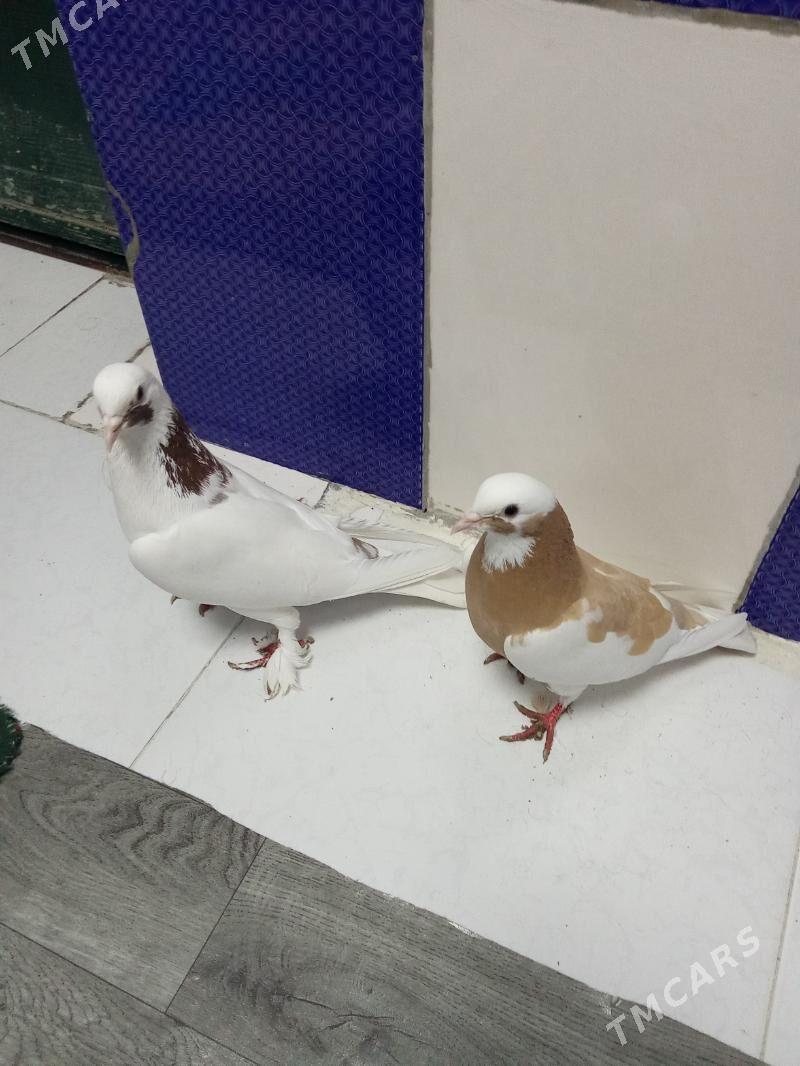 kepderi - Гызыларбат - img 2