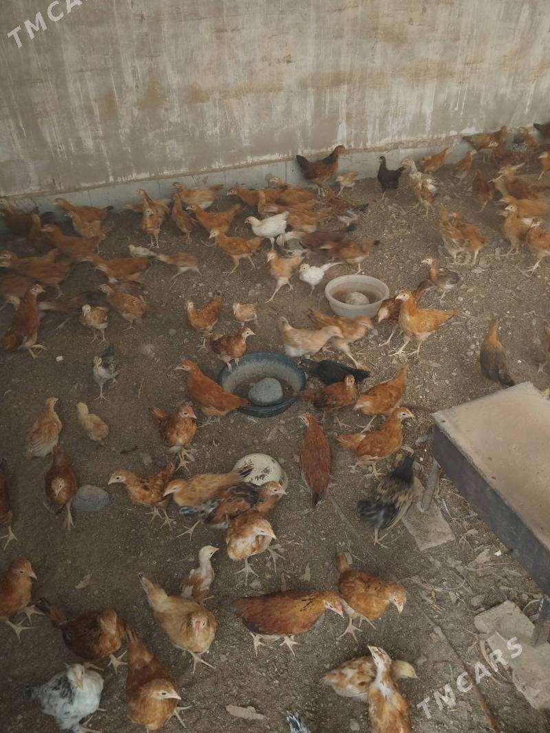 Jüyje - Babadaýhan - img 2