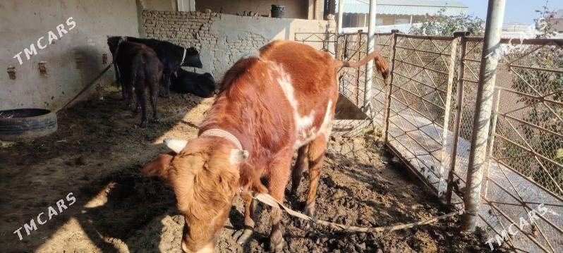 Okuz - Мары - img 3