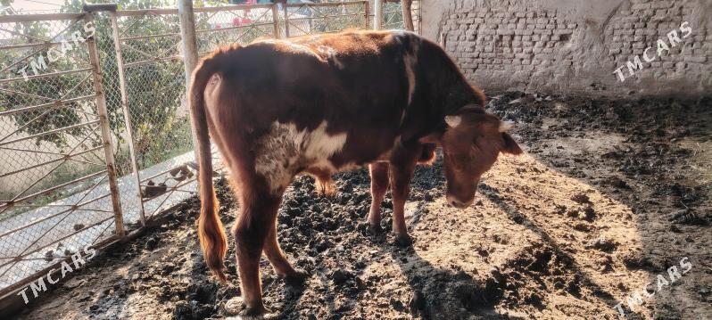 Okuz - Мары - img 1