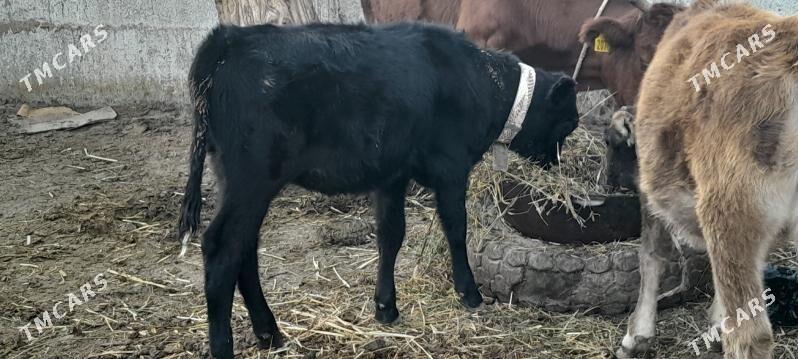 Göleli Sygyr - Gökdepe - img 2