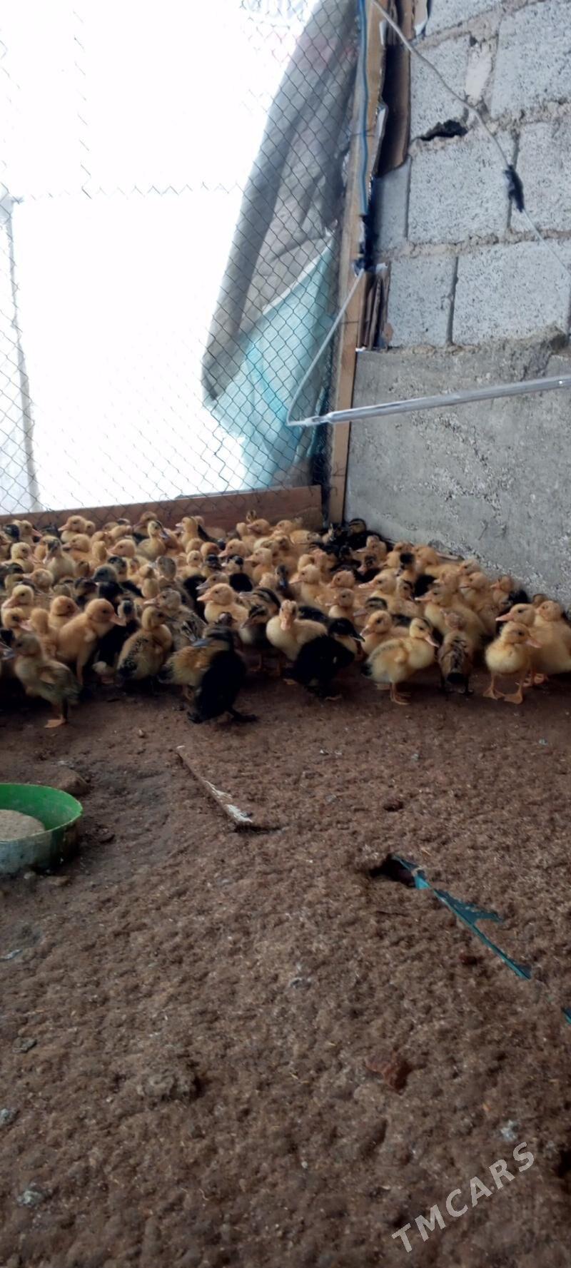 ordek juje - Балканабат - img 2