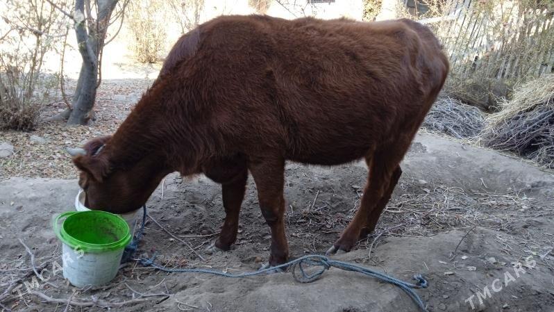 Gunajyn - Саят - img 1