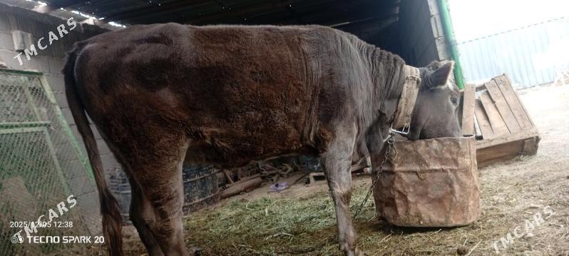 tuwe gole - Гёкдепе - img 1