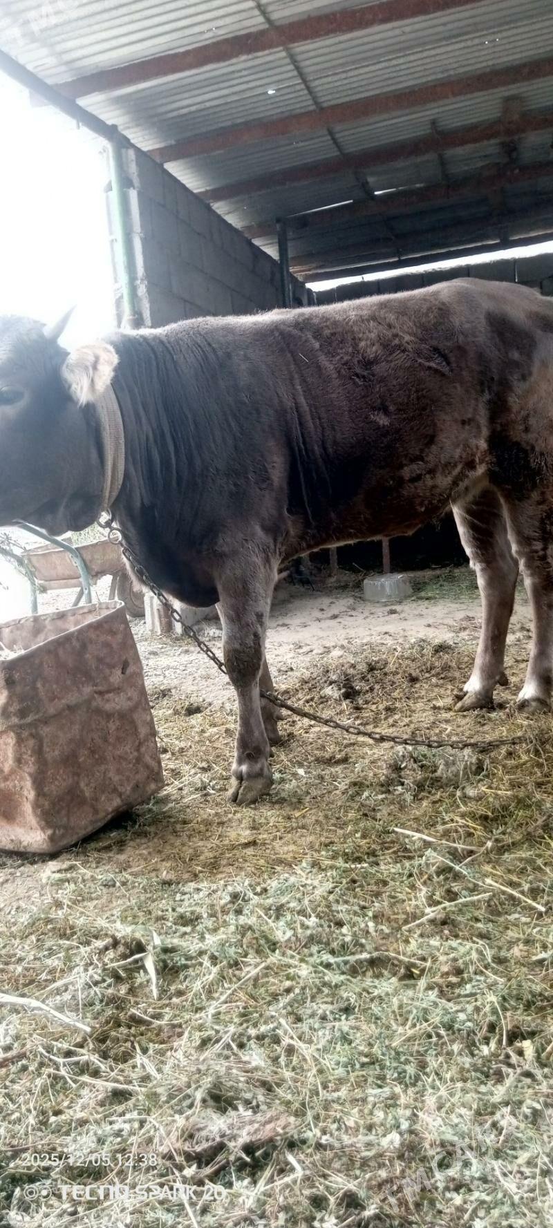 tuwe gole - Гёкдепе - img 3