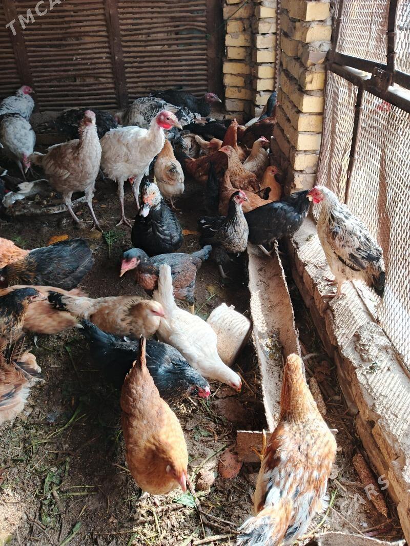 Mesny towuklar - Saýat - img 1