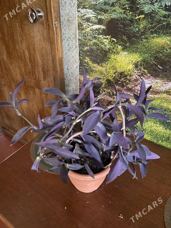 цветы для дома - Ашхабад - img 1